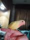 Lovebird Birds for sale in Sebring, FL, USA. price: $150