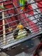 Lovebird Birds for sale in Endicott, NY 13760, USA. price: NA