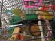 Lovebird Birds for sale in Albion, PA 16401, USA. price: NA