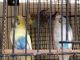 Lovebird Birds for sale in Thiruvallur, Tamil Nadu 602003, India. price: 150 INR