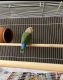 Lovebird Birds for sale in Encino, Los Angeles, CA, USA. price: $150