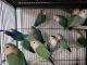 Lovebird Birds for sale in Nashville, TN, USA. price: $200