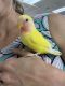 Lovebird Birds for sale in Chandler, AZ, USA. price: $150