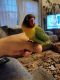 Lovebird Birds for sale in Latham, NY 12110, USA. price: $185