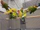 Lovebird Birds for sale in Irving, TX, USA. price: $125