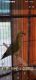 Lovebird Birds for sale in Graham, TX 76450, USA. price: $10,000