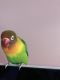 Lovebird Birds for sale in Revere, MA, USA. price: $210
