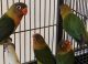 Lovebird Birds for sale in North Miami Beach, FL, USA. price: $8,500