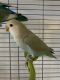 Lovebird Birds for sale in Elkins, WV 26241, USA. price: $150