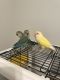 Lovebird Birds for sale in Clarksville, TN, USA. price: NA