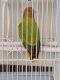 Lovebird Birds for sale in Roseburg, OR, USA. price: $250