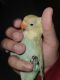 Lovebird Birds for sale in Northridge, Los Angeles, CA, USA. price: $80