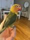 Lovebird Birds for sale in Yonkers, NY, USA. price: $350