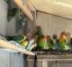 Lovebird Birds for sale in Los Angeles, CA, USA. price: NA