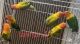 Lovebird Birds for sale in Independence, MO, USA. price: NA