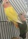 Lovebird Birds for sale in Springville, IA 52336, USA. price: $150