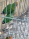 Lovebird Birds for sale in Dallas, TX, USA. price: NA