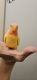 Lovebird Birds for sale in Sebring, FL, USA. price: NA
