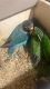 Lovebird Birds for sale in Bronx, NY, USA. price: $75