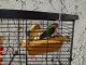 Lovebird Birds for sale in Naples, FL, USA. price: $150