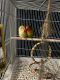 Lovebird Birds for sale in San Antonio, TX, USA. price: $40,000