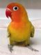 Lovebird Birds for sale in Pembroke Pines, FL, USA. price: NA