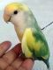 Lovebird Birds for sale in Pembroke Pines, FL, USA. price: NA