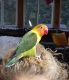 Lovebird Birds for sale in Springfield, Massachusetts. price: $200