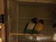 Lovebird Birds for sale in Minneapolis, MN, USA. price: NA
