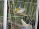 Lovebird Birds for sale in Tampa, FL, USA. price: NA