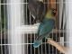 Lovebird Birds for sale in Tampa, FL, USA. price: NA