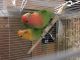Lovebird Birds for sale in Torrance, CA, USA. price: $70
