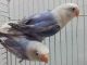 Lovebird Birds for sale in Paterson, NJ, USA. price: $200