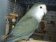 Lovebird Birds for sale in Spokane, WA, USA. price: NA