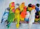 Lovebird Birds for sale in Austin, TX, USA. price: NA