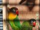 Lovebird Birds for sale in Austin, TX, USA. price: NA