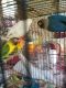 Lovebird Birds for sale in Paterson, NJ, USA. price: NA