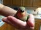 Lovebird Birds for sale in McKinney, TX, USA. price: NA
