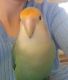 Lovebird Birds for sale in Lima, OH, USA. price: NA