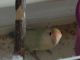 Lovebird Birds for sale in Lorain, OH 44052, USA. price: $125