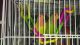 Lovebird Birds for sale in Powell, TN 37849, USA. price: NA