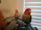 Lovebird Birds for sale in New Baltimore, MI 48047, USA. price: NA