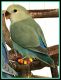 Lovebird Birds for sale in St Marys, GA 31558, USA. price: $140
