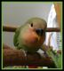 Lovebird Birds for sale in St Marys, GA 31558, USA. price: $110