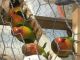 Lovebird Birds for sale in Stamford, CT, USA. price: NA