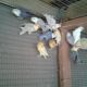 Lovebird Birds for sale in Homestead, FL, USA. price: NA