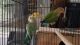 Lovebird Birds for sale in Mulberry, FL, USA. price: NA