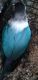 Lovebird Birds for sale in Needville, TX 77461, USA. price: NA