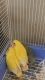 Lovebird Birds for sale in Queens, NY, USA. price: NA