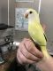Lovebird Birds for sale in McHenry, IL, USA. price: $600